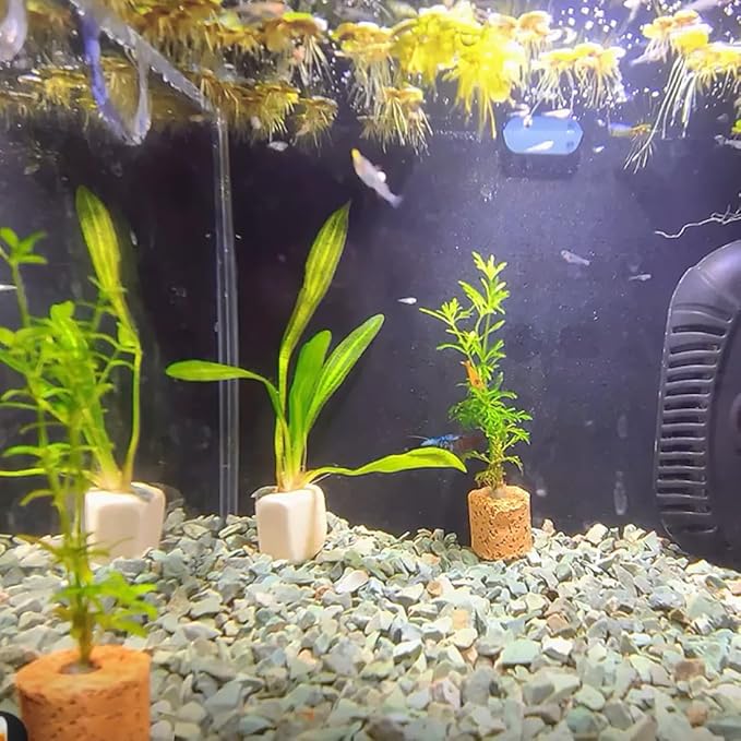 Succulents and Cactus Green Zeolite Rocks, Decorative Stones Pebbles for Indoor Plants, Bonsai, Fairy Gardening, Terrarium, 5lb