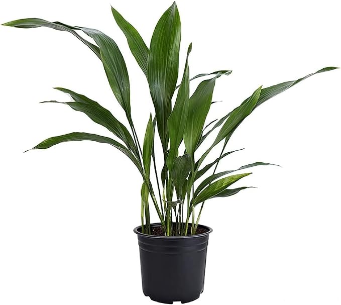 American Plant Exchange Cast Iron Plant, Easy Care Indoor Houseplant, Wide Green Foliage, Thrives on Neglect, Low-Light & Pet Safe, 6-Inch Pot, Live Home, Garden, Office, Patio Décor