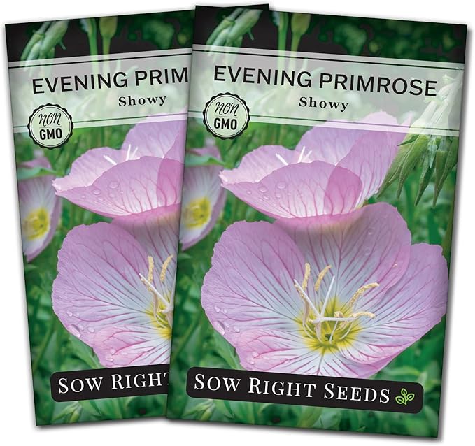 Sow Right Seeds - Showy Evening Primrose Flower Seeds for Planting - Non-GMO Heirloom Packet with Instructions - Native Wildflower for Pollinators - Perennial Pink Ladies, Mexican Evening Blooms (2)
