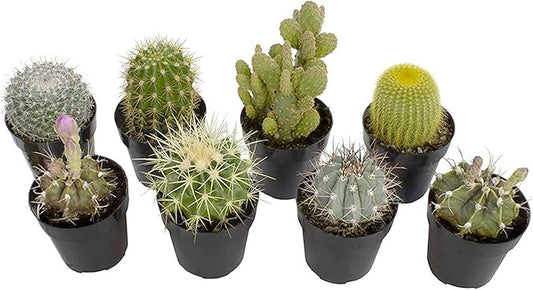 Altman Plants, Assorted Cactus Plants Live Succulents (8 Pack), Live Cactus Plant Lover Gifts, Cacti Succulents Plants Live Houseplants, Succulent Indoor Plants Live Plants in Cactus Soil Potting Mix