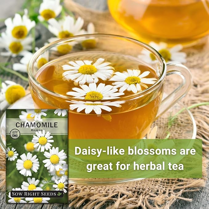 Sow Right Seeds - Roman Chamomile Seeds for Planting - Non-GMO Heirloom Packet with Instructions to Grow an Herbal Tea Garden - Indoors or Outdoor - Low Growing with Small Daisy-Like Blooms (3)