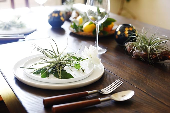 Shop Succulents Hand Selected Variety of Tillandsia Ionantha, Tropical Houseplants for Home Décor and DIY Terrariums Live Air Plants, 4-Pack