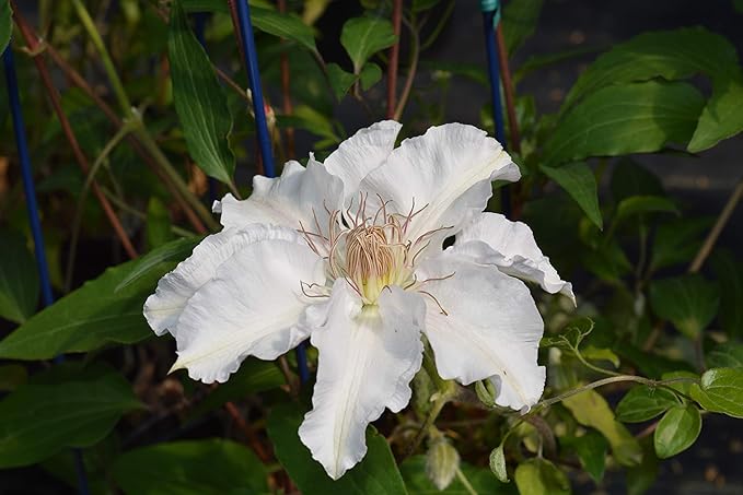 Raymond Evison Clematis - Clematis Hyde Hall (Clematis) Perennial, white flowers, 8`` - Size Container