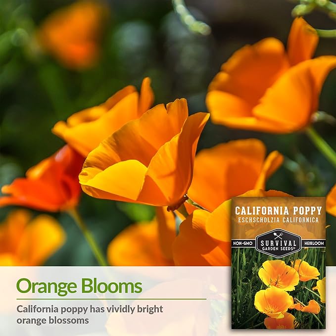 Survival Garden Seeds 2 Packets California Poppy for Planting - Seed Packs with Instructions to Grow Eschscholzia Californica Plants in Your Home Flower Garden - Non-GMO Heirloom Wildflower Variety