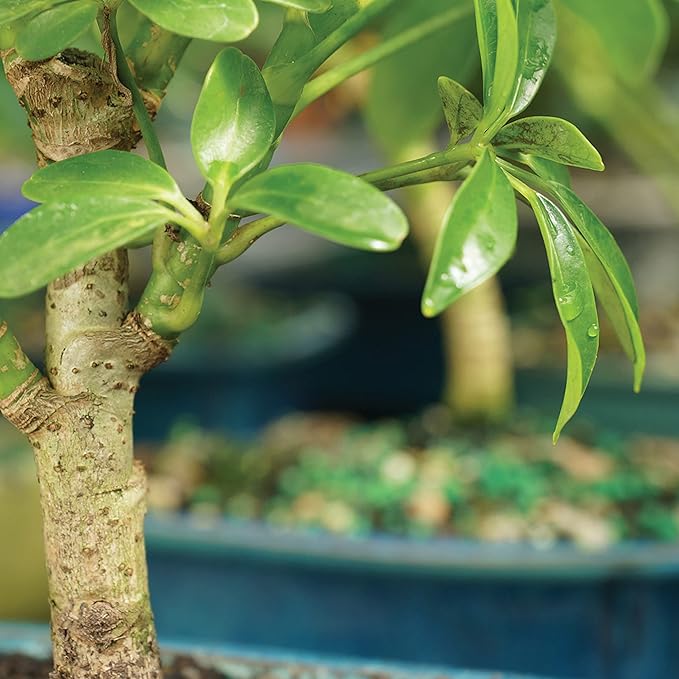 Brussel's Bonsai Live Hawaiian Umbrella Bonsai Tree - Small, 3 Year, 4 to 7 Inches Tall - Indoor Bonsai Tree with Ceramic Bonsai Pot