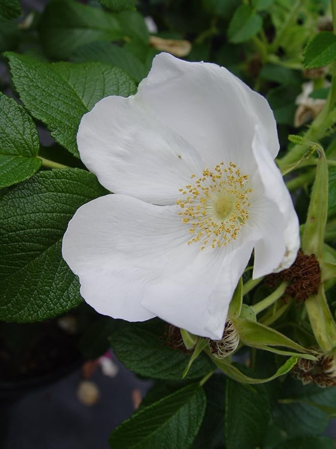 Rosa rugosa 'Alba' (White Rugosa Rosa) Rose, white flowers, #2 - Size Container
