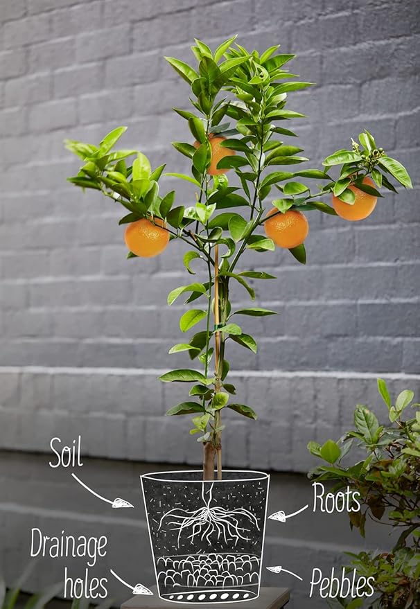 Citrus Tree Potting Soil Mix - 10 Quart - Special Blend for Indoor Oranges, Lemons, Limes and More - (2 Bags of 5 Quart)