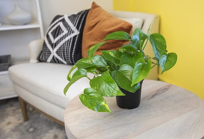 Altman Plants, Live Pothos Plants (4PK) Indoor Plants Live Houseplants, Pothos Live Plant House Plants Indoors Live Plants, Money Plant Indoor Pothos Plant Decor, Devils Ivy Trailing Plants Live
