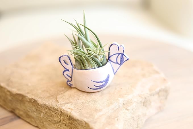 Tillandsia Air Plants Live Indoor Plants (6PK), Airplants Variety Live Plant Kit, Tropical Plants Live Houseplants, Air Plant Live Succulents Plants Live Plants Indoor House Plants by Plants for Pets