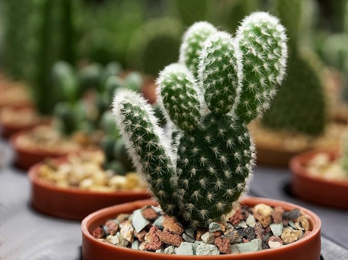 5lb Bonsai Succulent and Cactus Soil Gritty Mix Rocks Gravel for Terrarium Top Dressing Decorative Pebbles Potting Soil Amendment for Pots Indoor Plants, Fast Drainage, Neutralize Soil PH