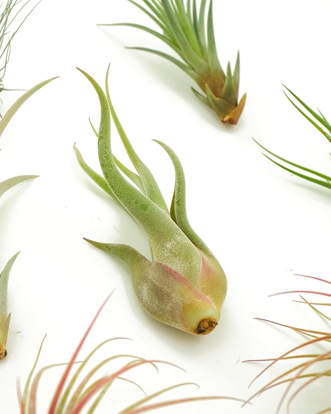 Shop Succulents | Assorted Collection of Live Air Plants, Hand Selected Variety Pack of Air Succulents | Collection of 8