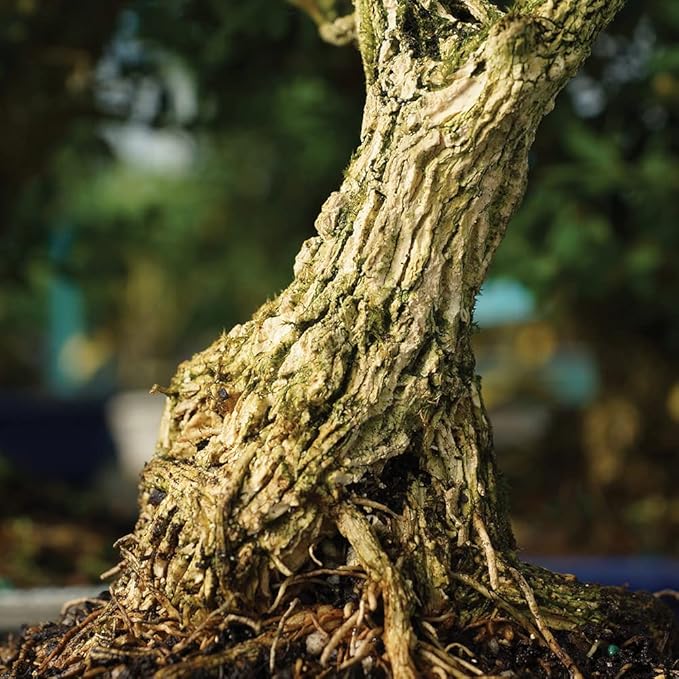 Brussel's Live Harland Boxwood Outdoor Bonsai Tree - 3 Years Old; 6" to 8" Tall with Decorative Container