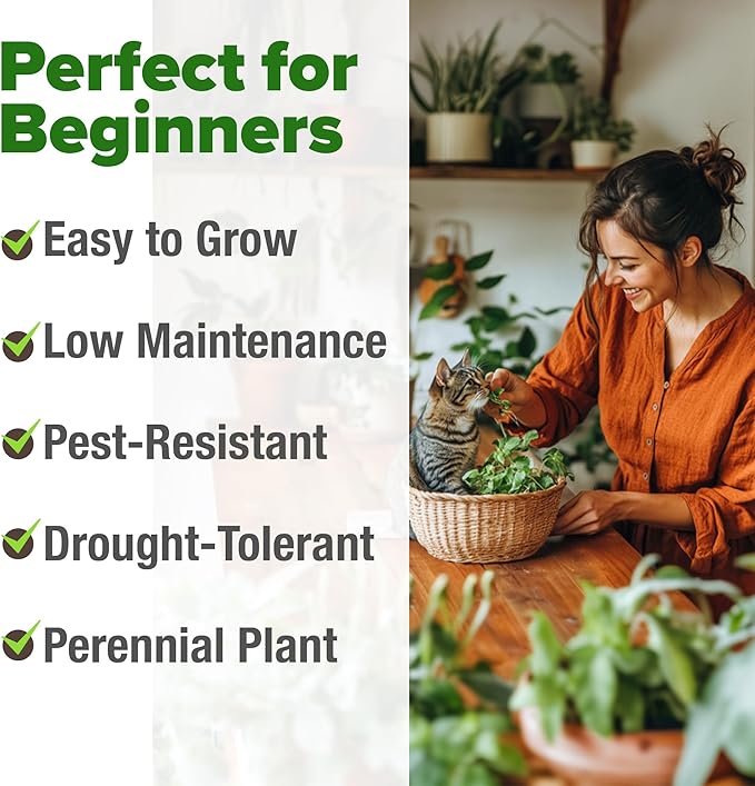 HOME GROWN Catnip Seeds (Bulk Pack) Non-GMO Heirloom Herb Seeds - Indoor or Outdoor Seed - High-Germination Cat Nip - Cat Safe Plants (Nepeta cataria)