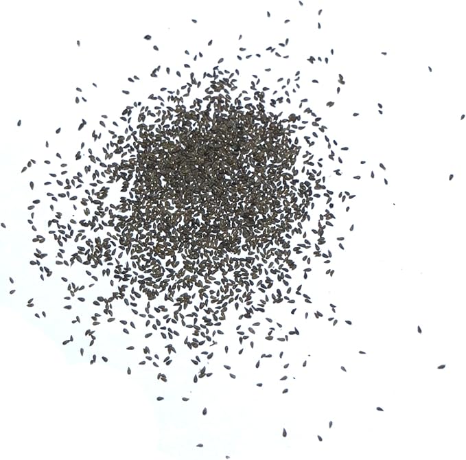 Seed Needs Wormwood Seeds for Planting - Non-GMO, Heirloom & Untreated Perennial Herb - Medicinal Herbs for Digestion & Gut Health (5 Packs)