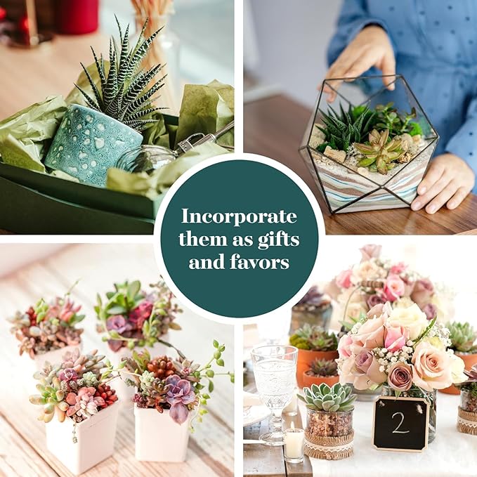 Shop Succulents Assorted Succulent Plant Pack Collection - Live Mini Succulent Plants, Low Maintenance, Mixture of Colors & Textures - Wedding and Party Favors, Gift & Garden, Pack of 32