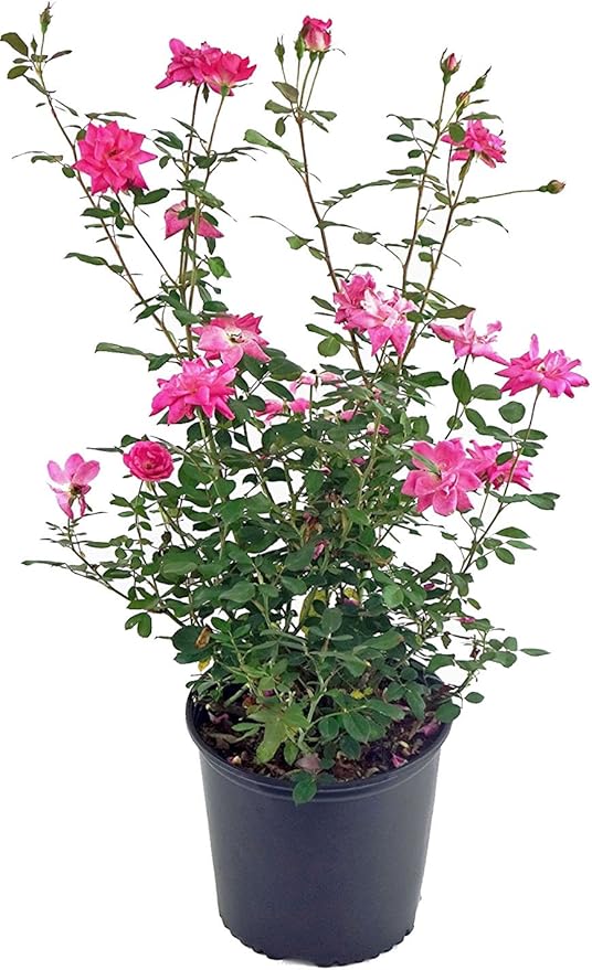 Rosa 'Zéphirine Drouhin' (Climbing Rose) Rose, thornless pink flowers, #3 - Size Container