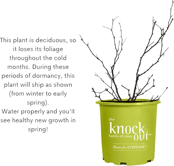 1 Gallon,The Coral Knock Out® Rose Plant with Brick Orange Fading to Coral Blooms