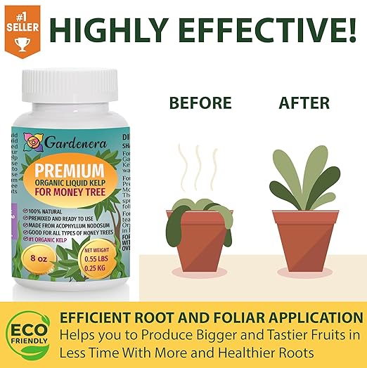 Money Tree Superfood - 32 oz - Premium Liquid Kelp Fertilizer for Stunning Money Tree Displays
