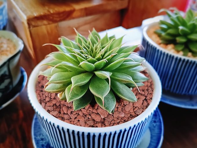 2.4lb Red Horticultural Lava Rock Soil Additive for Cacti, Vase Fillers, Succulents and Terrarium Plants - No Dyes or Chemicals - 100% Pure Volcanic Rock