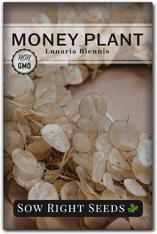 Sow Right Seeds - Money Plant Seeds - Honesty or Silver Coin Plant - Non-GMO Heirloom Seeds - Indoor or Outdoor - Full Instructions for Planting and Growing a Flower Garden - Great Gardening Gift (1)