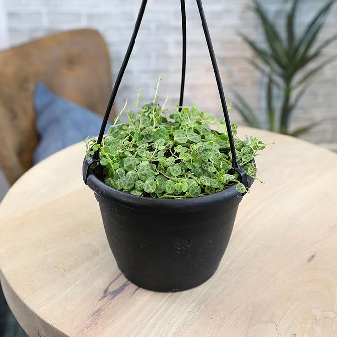 String of Turtles Live Plant Hanging Basket, Peperomia prostrata, Live Succulents Plants Live Houseplants, House Plants Indoors Live Indoor House Plants, Peperomia Live Plant Basket by Plants for Pets
