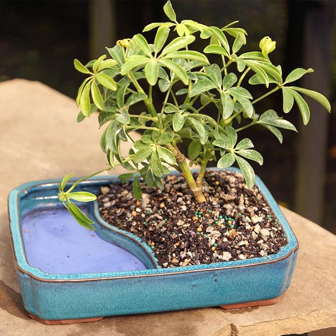 Brussel's Bonsai Live Hawaiian Umbrella Bonsai Tree - Medium, 5 Year, 6 to 10 Inches - Indoor Bonsai Tree with Water Bonsai Pot and Bonsai Tray