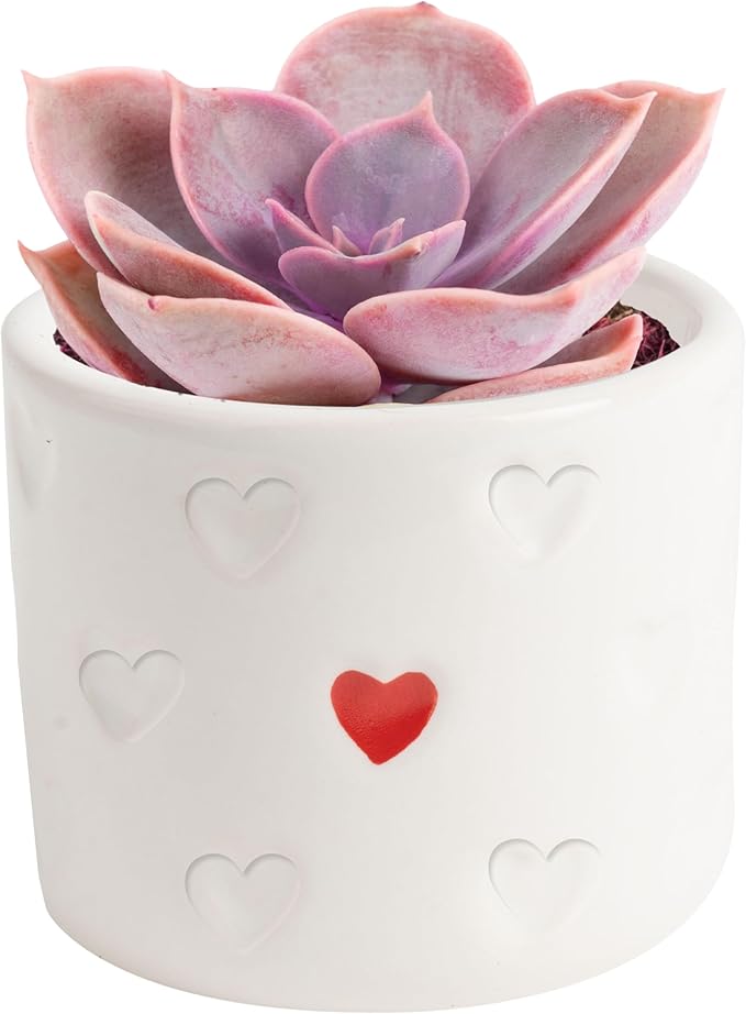 Costa Farms Succulent Plant, Live Indoor Plant Mini Succulent in Cute Decor Plant Pot, Potting Soil Mix, Grower's Choice, Valentine's Day Gift, Valentine Decor, Room Decor, 2-Inches Tall