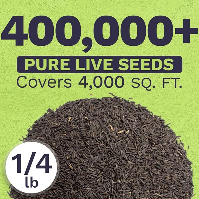 Black Eyed Susan Seeds – Bulk Quarter Pound Bag – Over 400,000 Open Pollinated Non-GMO Wildflower Seeds – Rudbeckia hirta