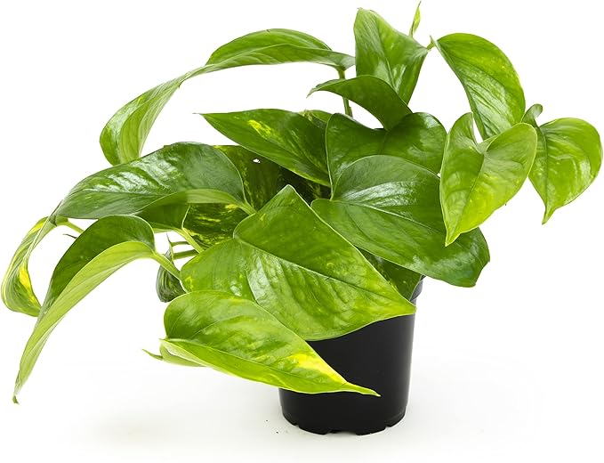 Altman Plants Golden Pothos Plant Live House Plant Live Plants, Trailing Plants Live Houseplants, Golden Pothos Live Plant Houseplant, Live Pothos Devils Ivy Live Plant Vine Money Plant Indoor Plants