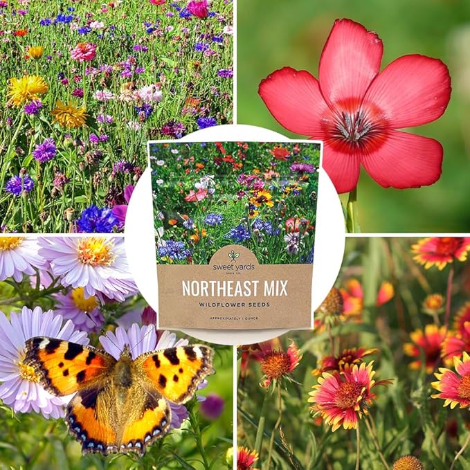 Northeast Wildflower Seeds - Extra Large 1 Ounce Packet - Over 7,500 Native Seeds - Open Pollinated and Non GMO Varieties for New York, Virginia, Pennsylvania, Maine and More!