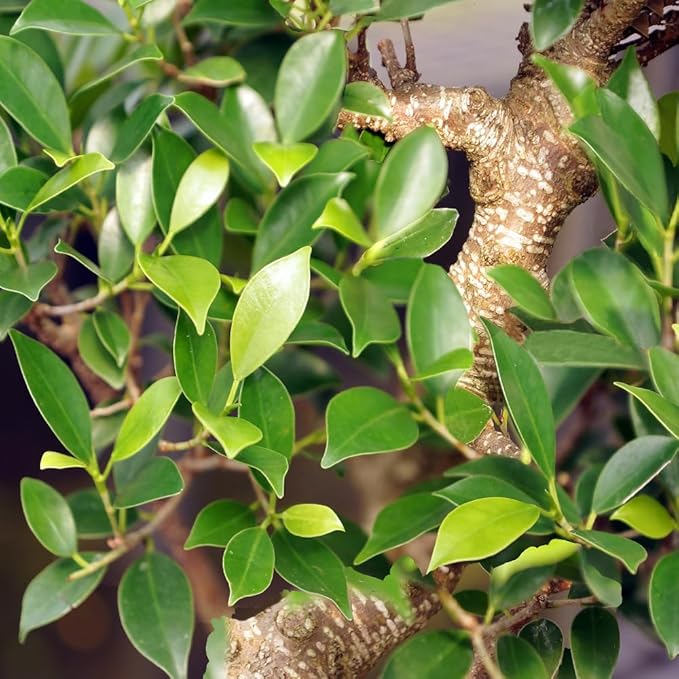 Brussel's Bonsai Live Golden Gate Ficus Indoor Bonsai Tree - Small, 4 Years Old, 5 to 8 In - Live Bonsai Tree in Ceramic Bonsai Pot with Humidity Tray