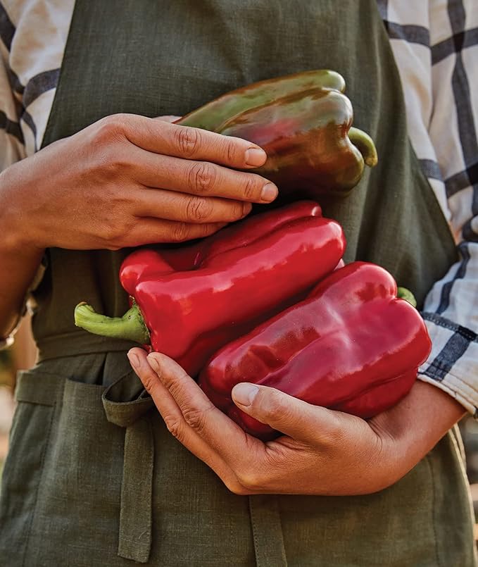 Burpee Great Stuff Sweet Pepper Seeds 40 seeds