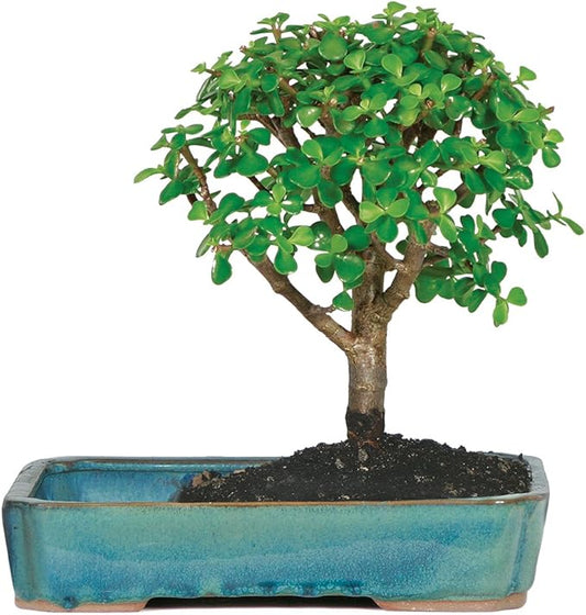 Brussel's Bonsai DT9050WP Indoor Bonsai Tree, Dwarf Jade, MEDIUM, Green