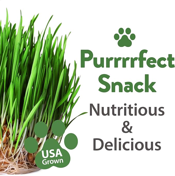 1 Pound Cat Grass Seeds for Cat & Kittens - 100% π‘π’π‘-ππ π’ π¨π¦π, Heirloom | Grow Fresh Kitty Grass for Chewing | Pet Grass for Cats Indoor Garden | Wheatgrass Seeds for Pets | Healthy Cat Greens