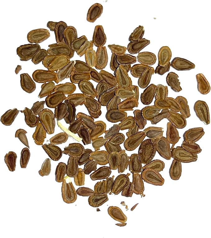 Seed Needs Showy Milkweed Seeds for Planting - Untreated & Open Pollinated, Attracts Monarch Butterflies in a Butterfly Garden (1 Pack)