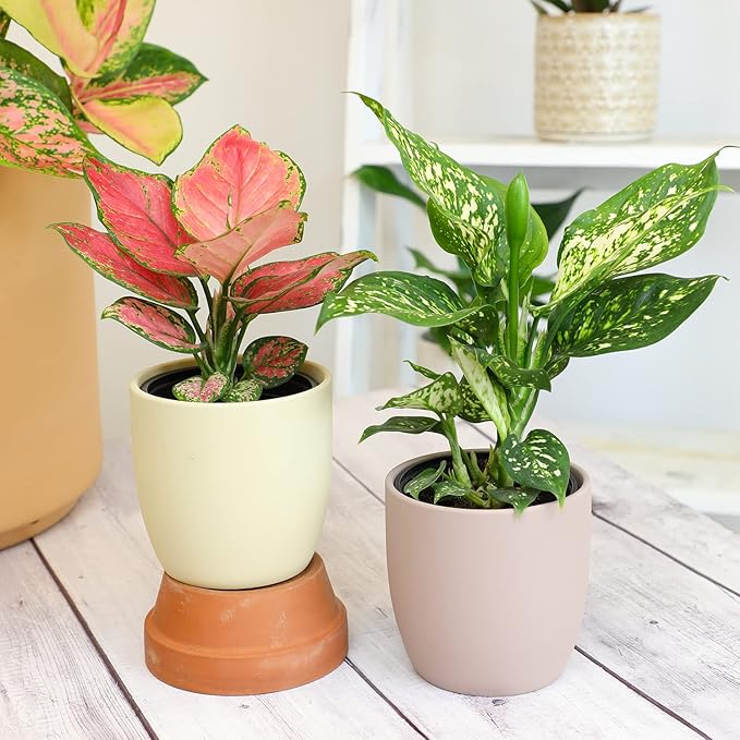 Chinese Evergreen Live Plant Assortment 4PK, Aglaonema Live Plant 4 Inch Plant Pots, Office Plants, Live House Plants Indoors, Live Plants Indoor Plants Live Houseplants Live Indoor by Plants for Pets