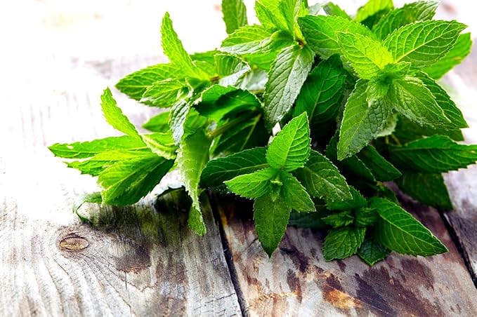 Peppermint Seeds 1000+ Seeds for Planting