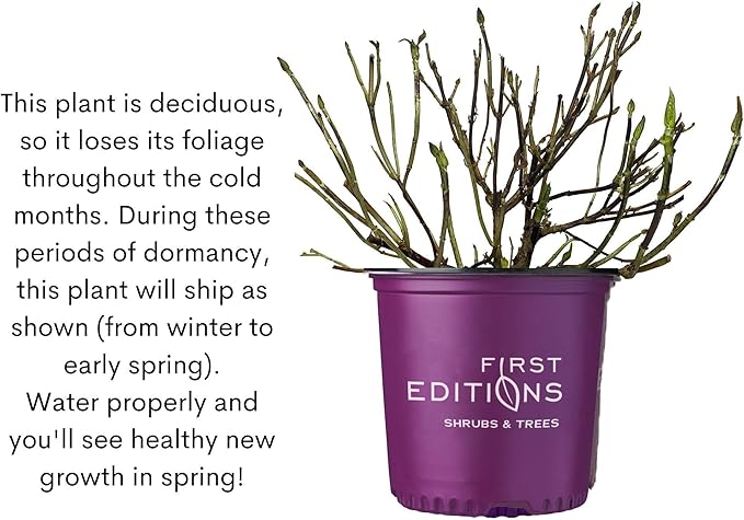 2 Gallon FIRST EDITIONS Eclipse Hydrangea Shrub