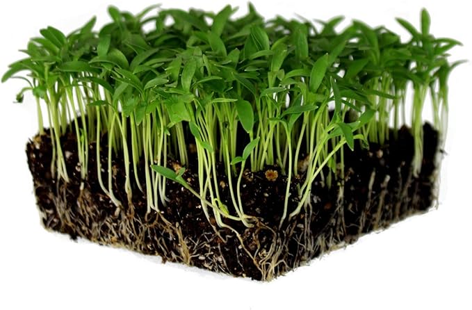 Slow Bolt Cilantro Herb Garden Seeds - 5 Lb ~200,00 seeds - Non-GMO Heirloom Slow Bolt Cilantro Herb Seeds (Coriander) - Outdoor Garden, Indoor Garden, Countertop Microgreens, Organic Micro Greens Kit