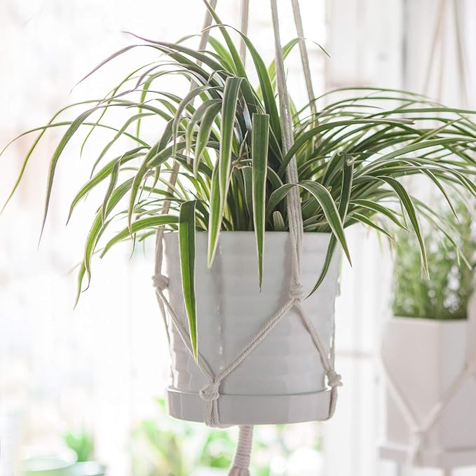 Brajttt Flower Pots,6 Inch Succulent Pots with Drinage,Indoor Round Planter Pots with Saucer,White Cactus Planters with Hole,Outdoor Graden Pots 4 Pack