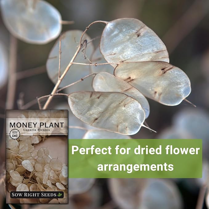 Sow Right Seeds - Money Plant Seeds - Honesty or Silver Coin Plant - Non-GMO Heirloom Seeds - Indoor or Outdoor - Full Instructions for Planting and Growing a Flower Garden - Great Gardening Gift (2)