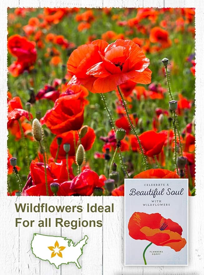 American Meadows Wildflower Seed Packets Celebrate a Beautiful Soul Memorial Favors (Pack of 20) - Red Poppy Seed Mix, Favors for Funerals, Wakes, Viewings, Visitations, Memorial Services