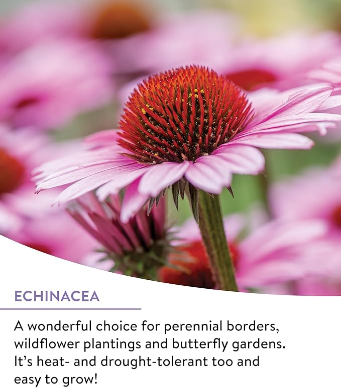 Burpee Wildflower 25,000 Bulk, 1 Bag | 18 Varieties of Non-GMO Flower Seeds Pollinator Garden, Perennial Mix