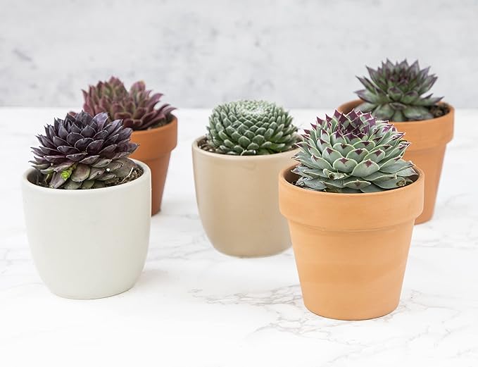 Succulent Plants | 20 Sempervivum Succulents | Rooted in Planter Pots with Soil | Real Live Indoor Plants | Gifts or Room Decor by Plants for Pets