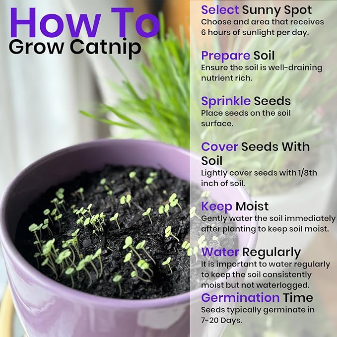 NatureZ Edge Catnip Seeds for Planting, 1700+ Herb Seeds, Indoor or Outdoor Growing, Your Cat Will Love Them, Non-GMO