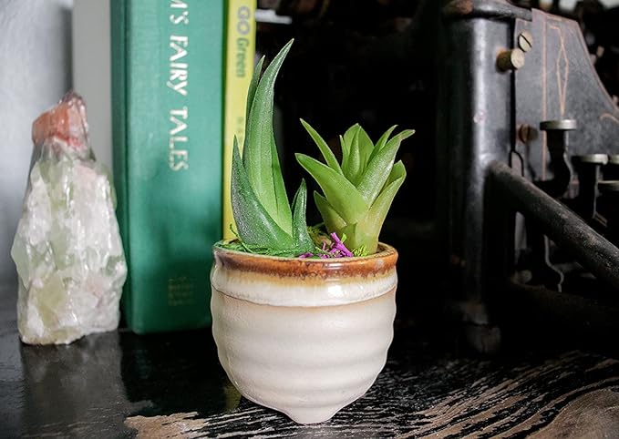 Altman Plants, 12 Air Plant Variety Pack - Small Tillandsia Terrarium Kit - Assorted Species of Live Tillandsia Tropical House Plants for Sale, 2 to 5 Inches Each - Air Plants for Indoor Home Decor