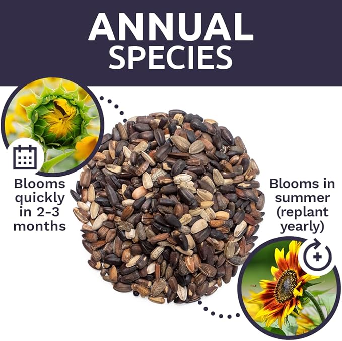 Autumn Beauty Sunflower Seeds – Extra Large Packet – Over 1,400 Open Pollinated Non-GMO Wildflower Seeds – Helianthus annus – Beautiful Shades of Gold, Bronze, Yellow, and Purple