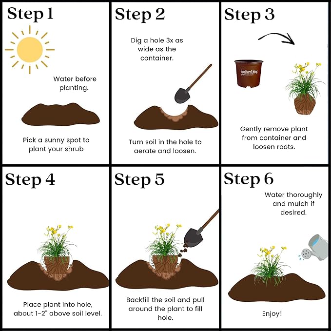 1 Gallon Southern Living Plant Collection Evergreen Stella Daylily