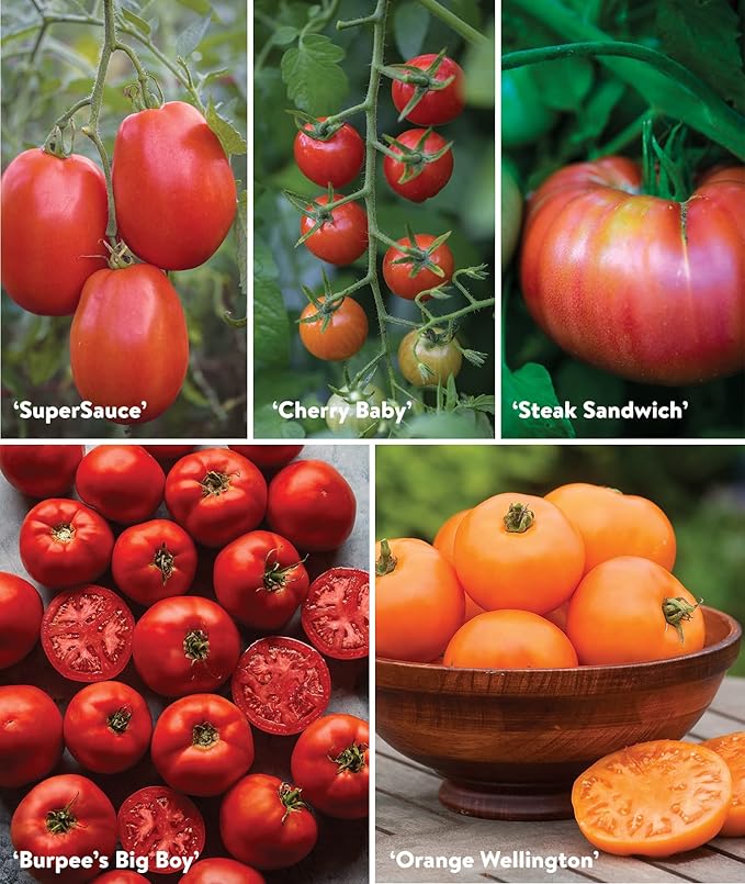 Burpee Best 10 Non-GMO Planting Tomato Seeds for Garden Gifts (1 Pack)