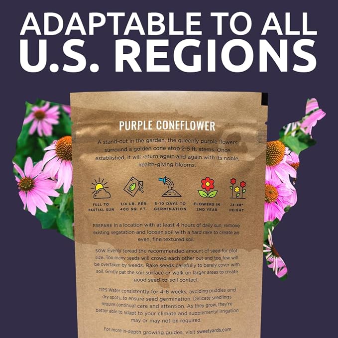 Purple Coneflower Seeds – Bulk Quarter Pound Packet – Over 12,000 Open Pollinated Non-GMO Wildflower Seeds – Echinacea purpurea